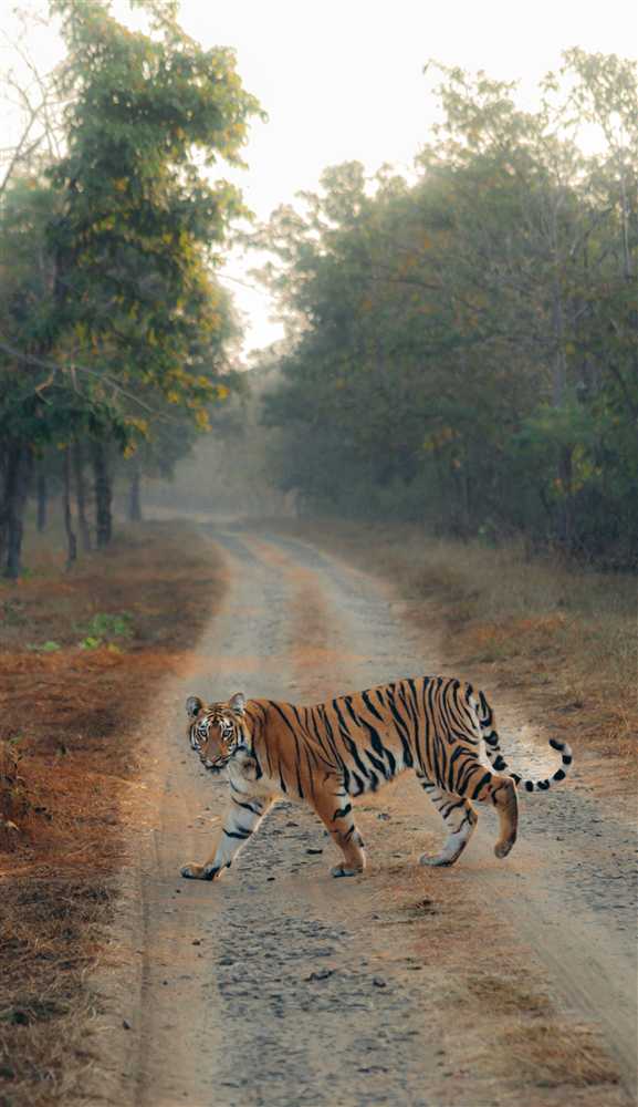 Bandhavgarh National Park
