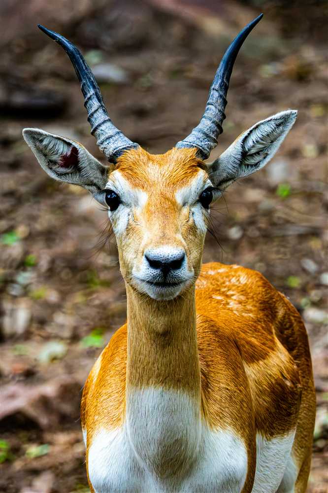 Pench National Park