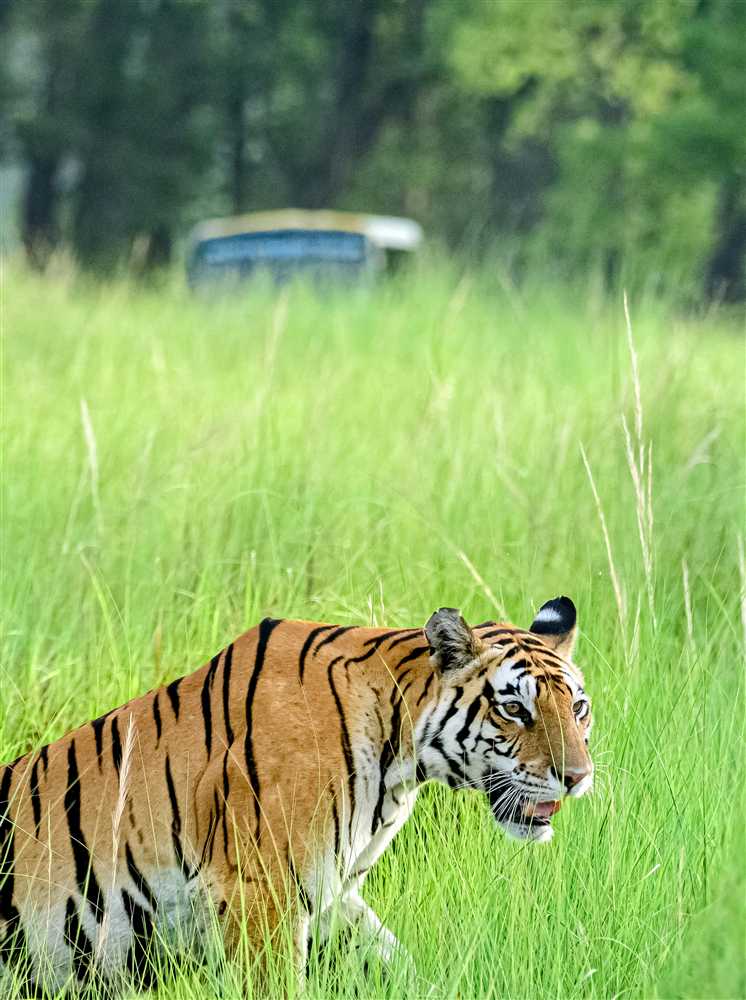 Kanha National Park