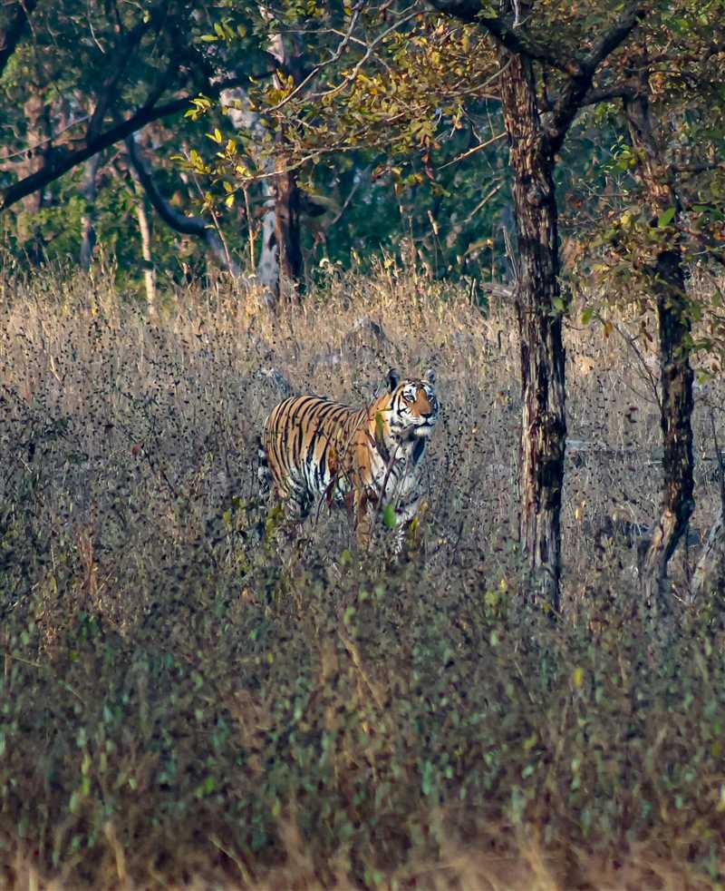 Panna National Park